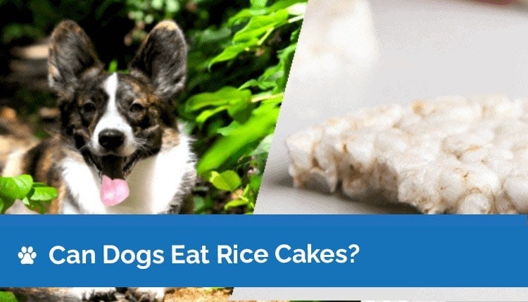 can dogs eat rice cakes