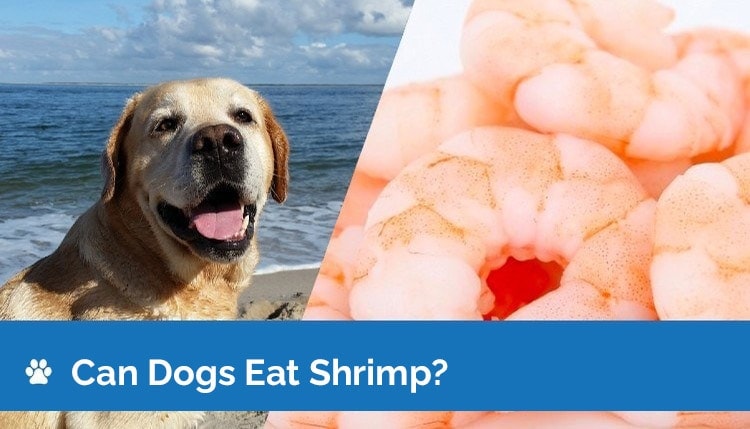 can dogs eat shrimp