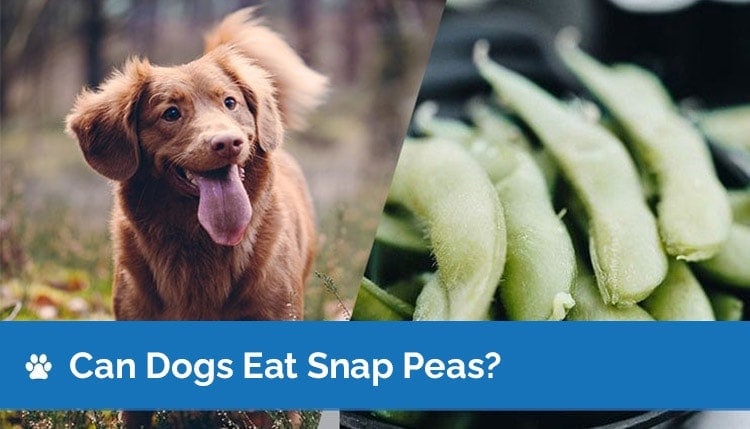 can dogs eat snap peas