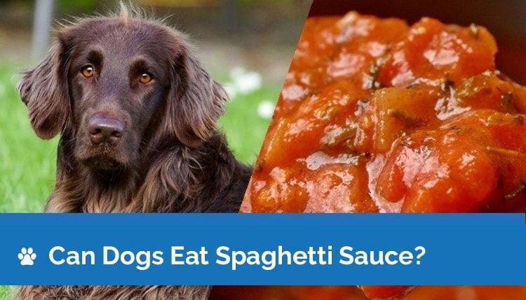 can dogs eat spaghetti sauce