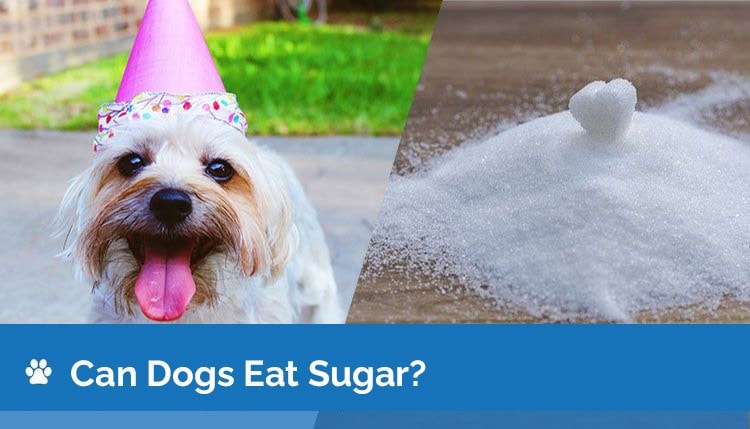 can dogs eat sugar2