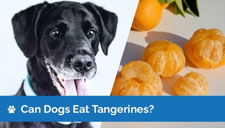 can dogs eat tangerines