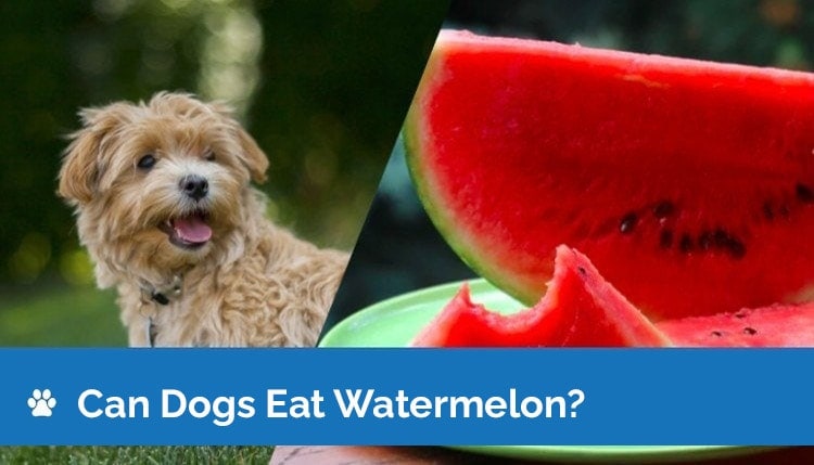 are dogs allowed to eat watermelon