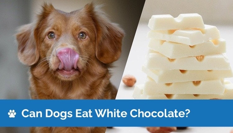 what will white chocolate do to a dog