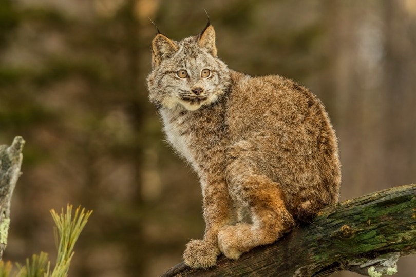 A Canada Lynx Cat out in the wild