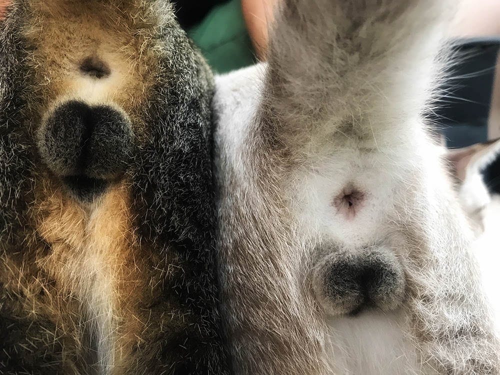 Cat anus