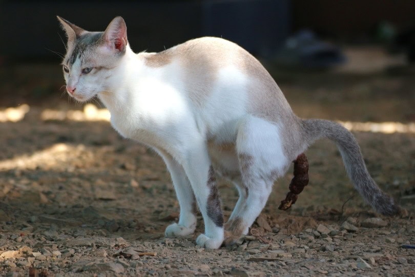 cat pooping outdoor