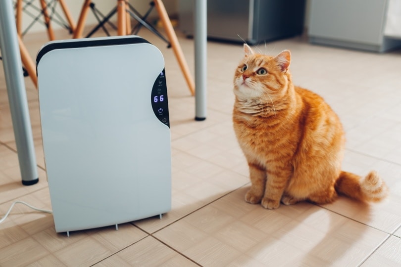 cat sitting near air purifier