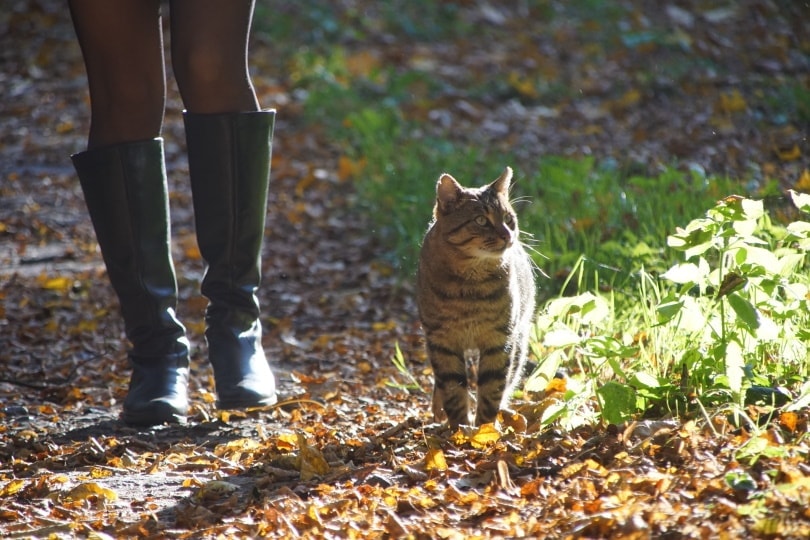 cat walking with the owner