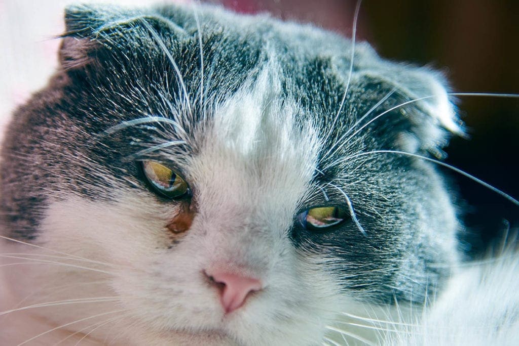 Un chat avec des croûtes d'œil