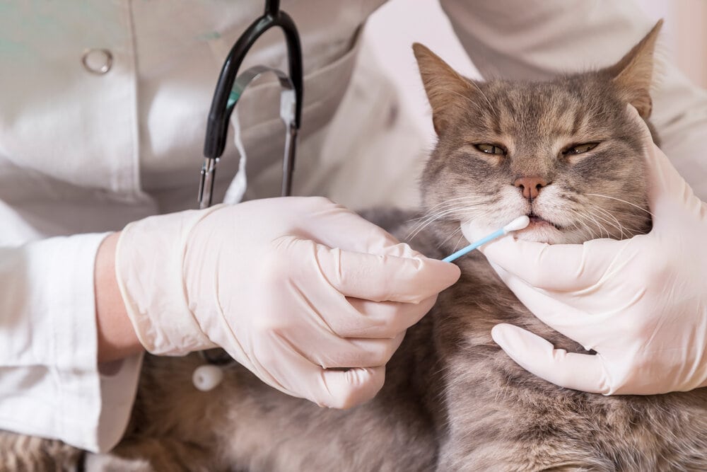 Un chat passant un test ADN