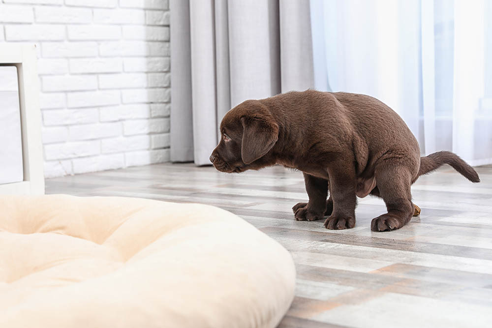 Why Does My Dog's Poop Smell So Bad? 10 Possible Causes | Hepper