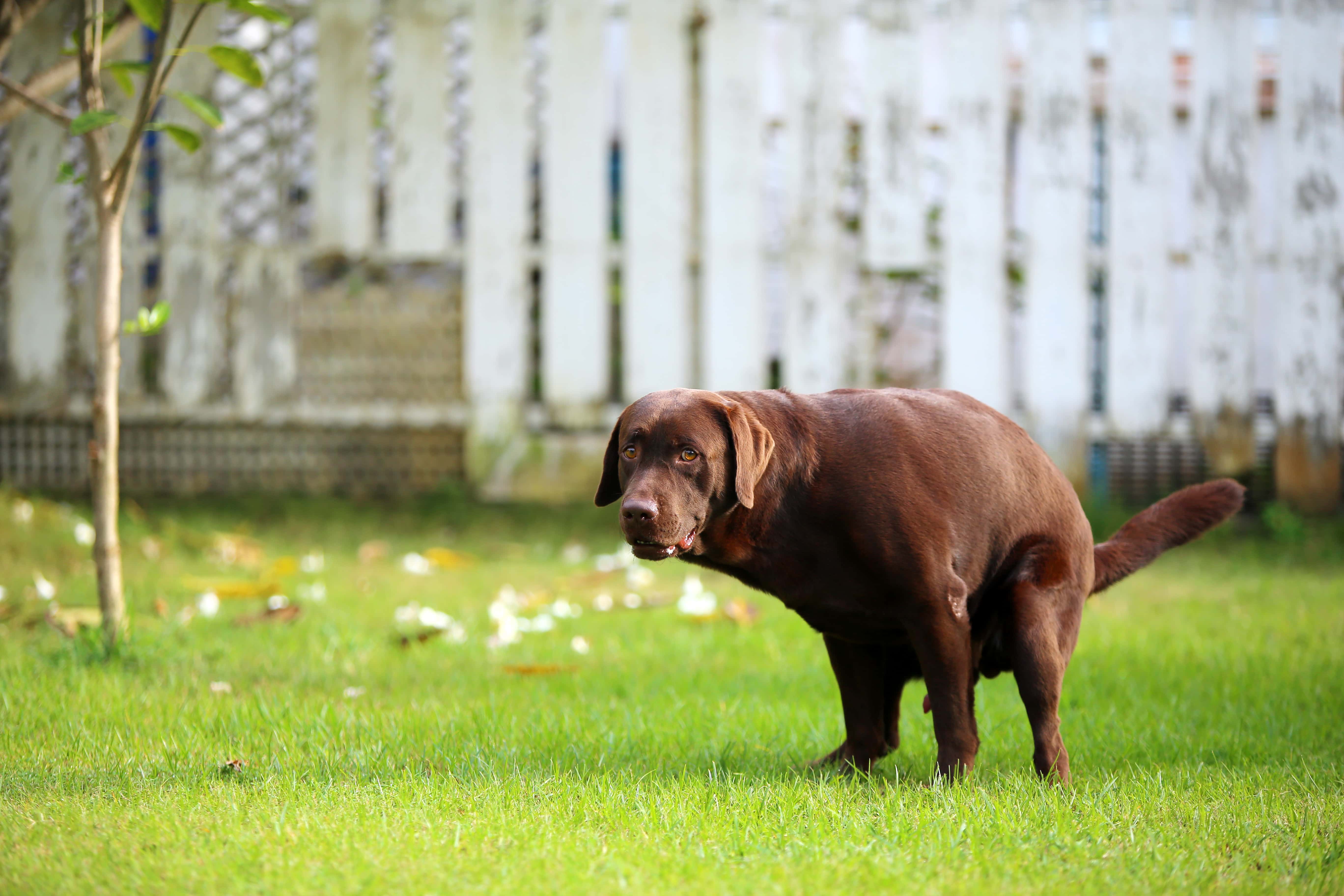 chocolate Labrador Retriever pooping