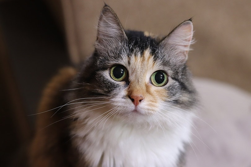 close up of calico cat