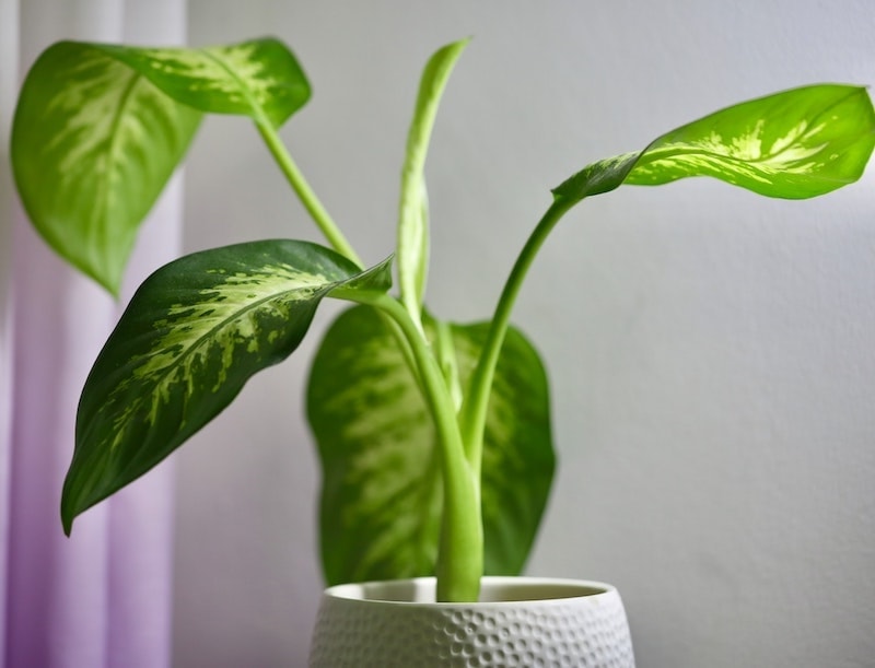 dieffenbachia houseplant in pot