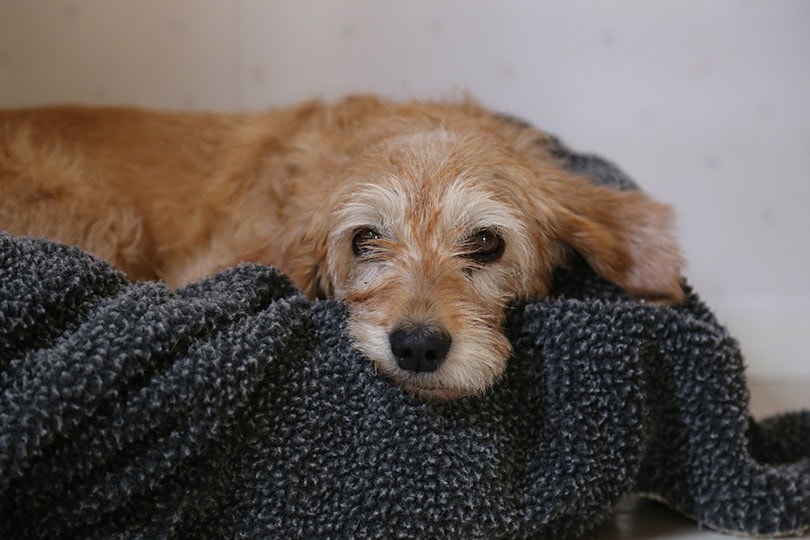 dog on a blanket