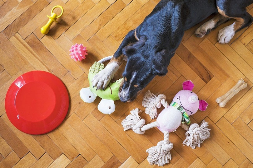 dog playing with chew toys