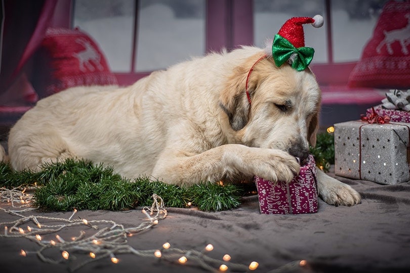 dog with a santa hat sniffing his Christmas gift