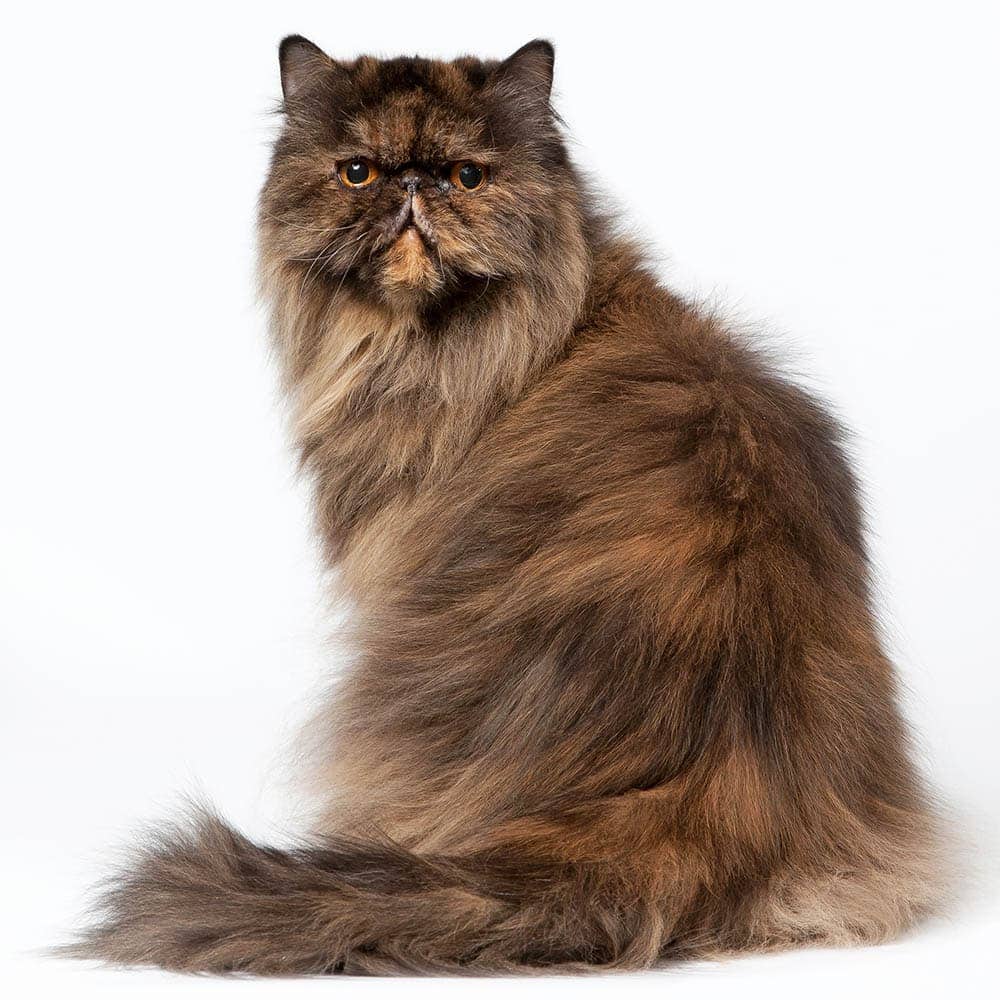 9 Brown Cat Breeds (With Pictures) | Hepper