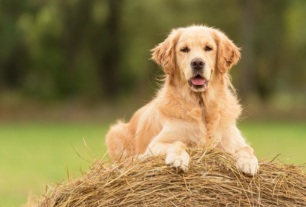golden retriever dog relax on the hay bale