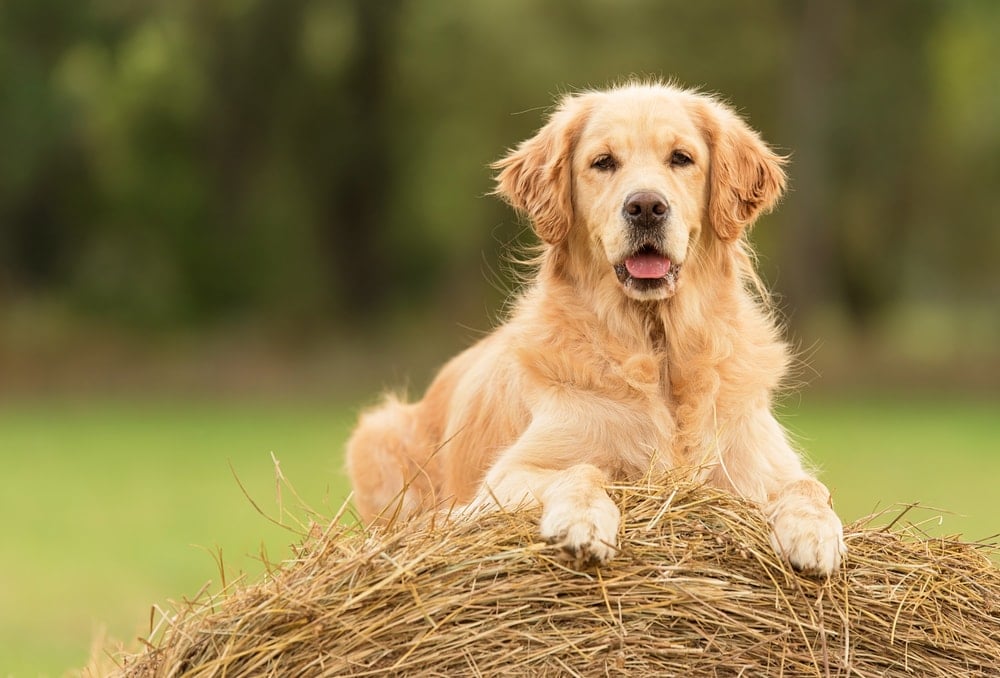 how much exercise should a golden retriever puppy get