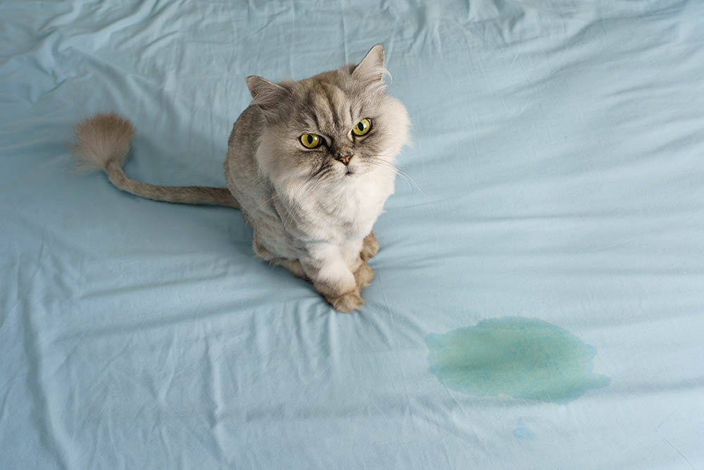grey cat peed in bed