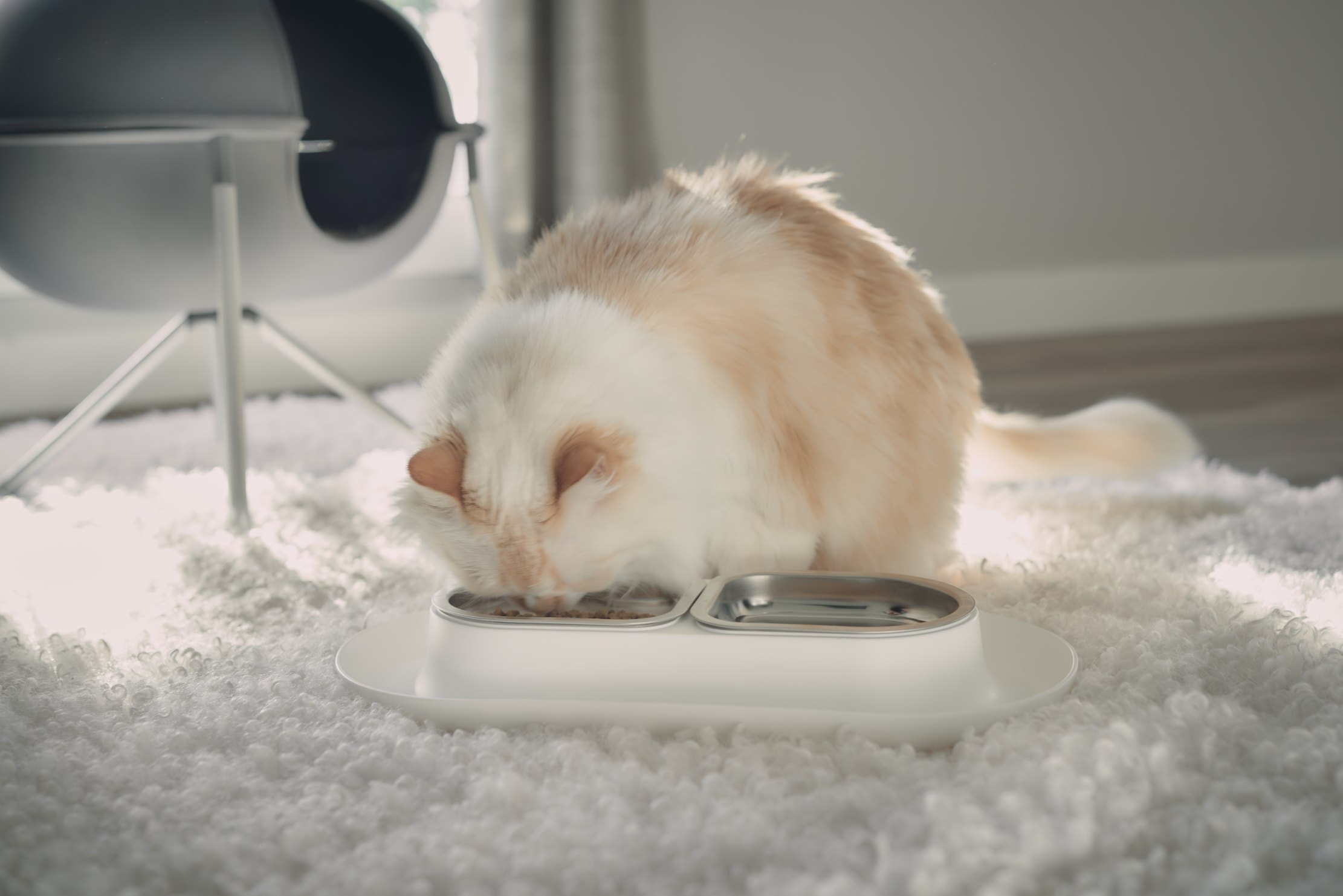 hepper nom nom bowl white cat eating himalayan persian