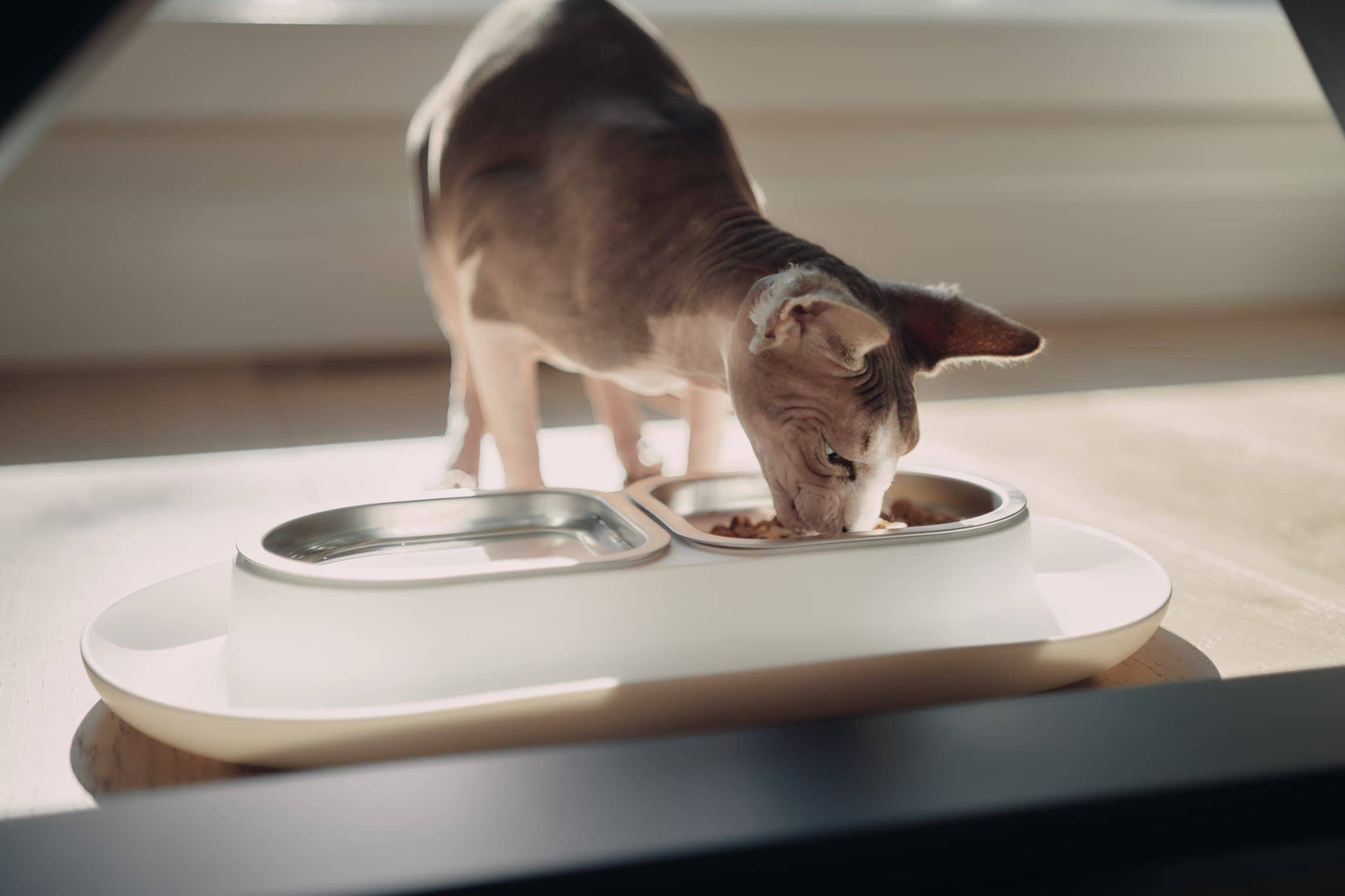 A Sphynx Cat eating from a Hepper NomNom cat food bowl 