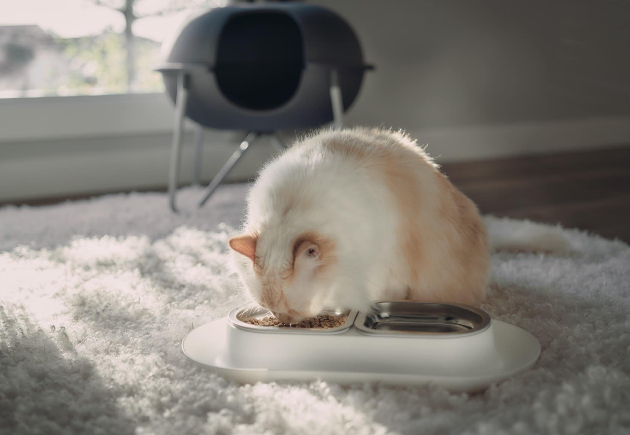 Chat à poil long mangeant dans sa gamelle