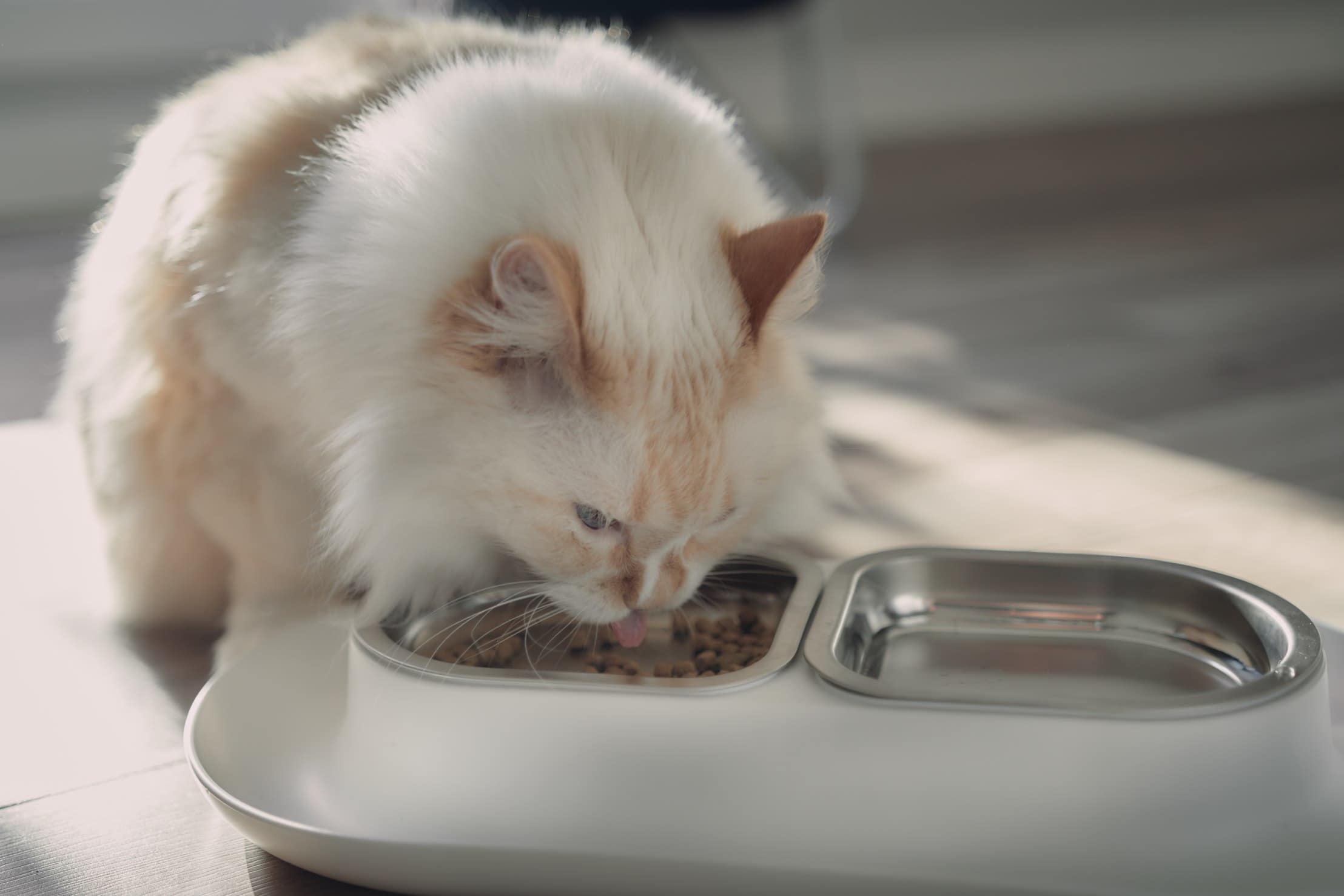 himalayan cat white eating hepper nom nom bowl