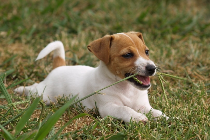 jack russell puppy eating grass