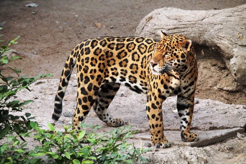 Un jaguar