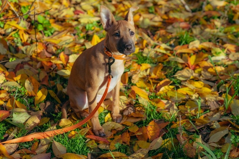 mestizo dog sitting with leash