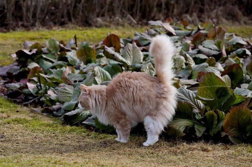 norwegian forest cat peeing in the garden