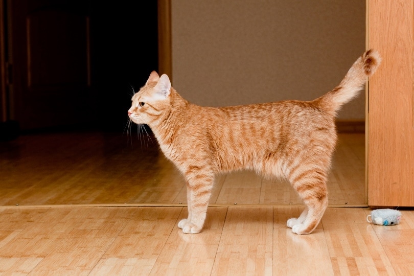 orange tabby cat standing on wooden floor