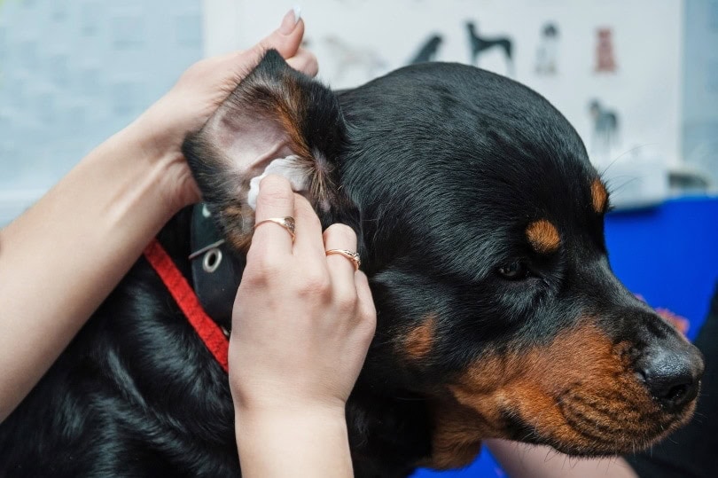 what do vets give dogs for ear infections