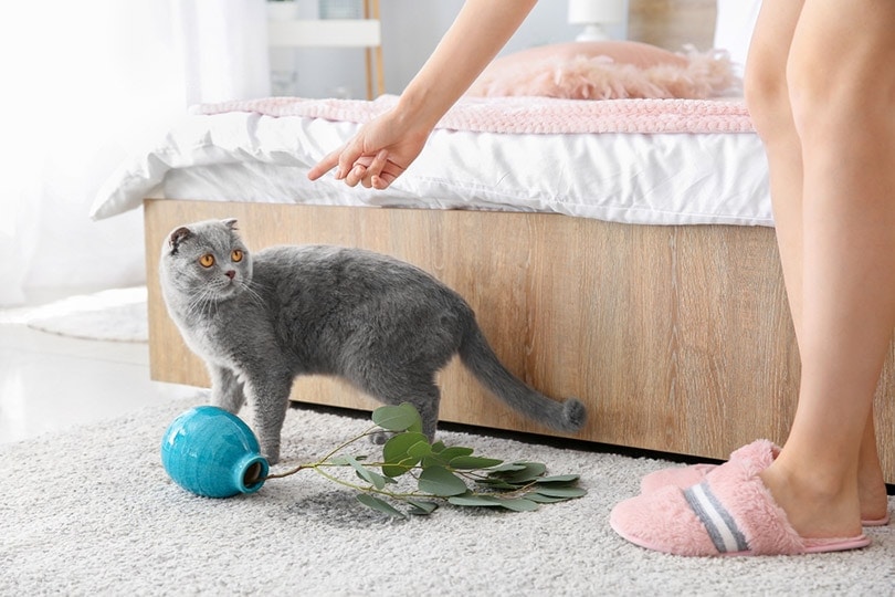 chủ mắng con mèo vì làm rơi bình trên thảm