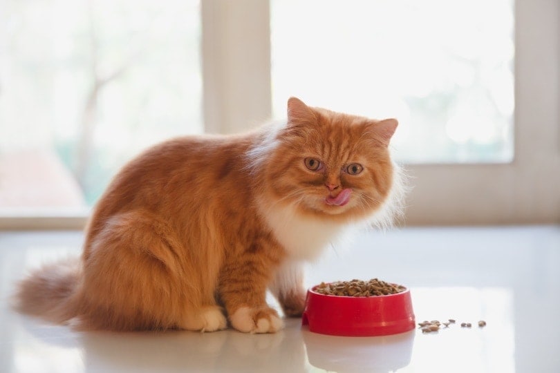 A Persian cat eating dry food