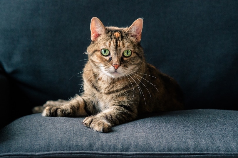 A polydactyl cat sitting on a sofa