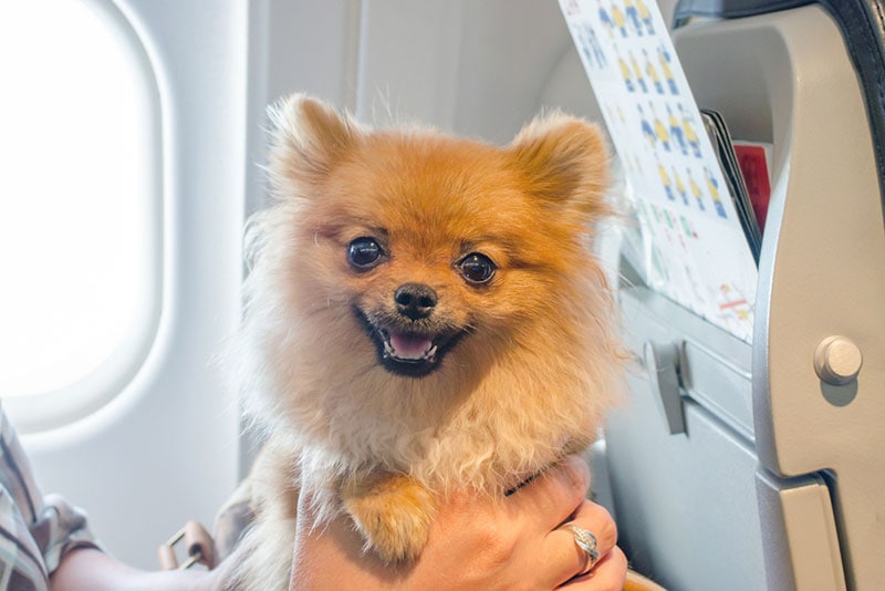 pomeranian dog on board in a plane with owner