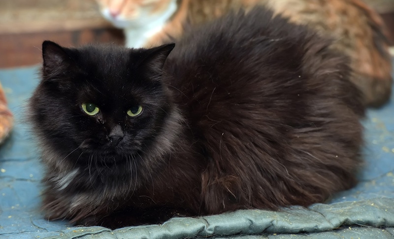 portrait beautiful black chantilly tiffany cat home