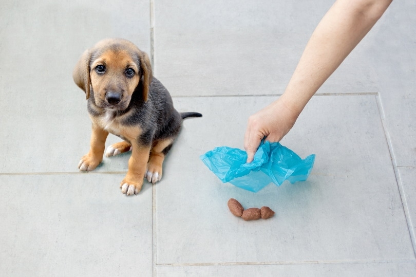 Train Your Dog To Poop On A Leash