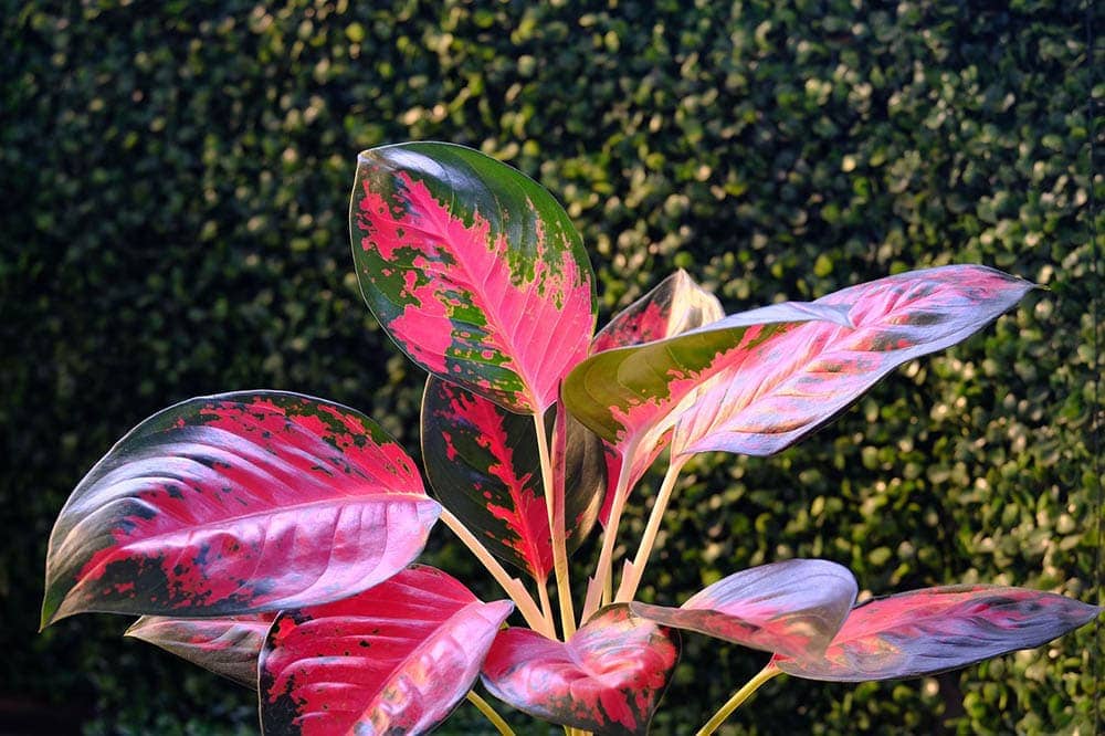 red green aglaonema