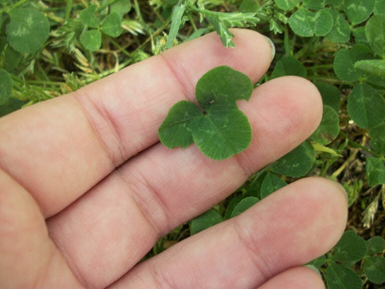 Is Oxalis (Shamrock Plant) Poisonous to Cats? VetApproved Facts