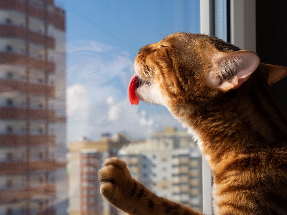 bengal cat licks window
