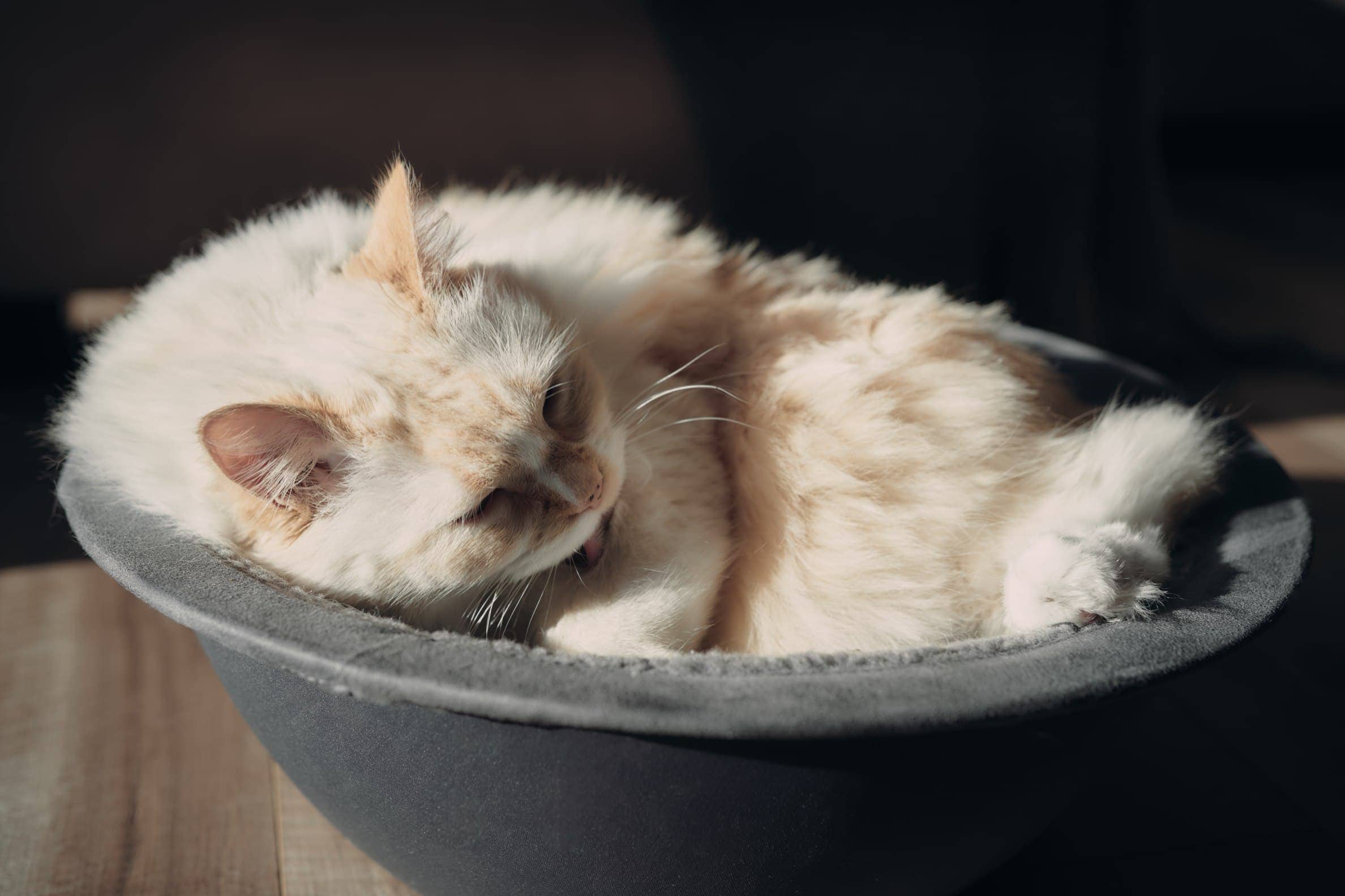 10 Best Cat Beds in 2022 Reviews & Top Picks Hepper