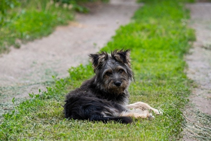 Most popular little dogs top