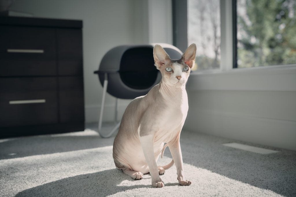 mèo sphynx phòng ngủ hepper pod