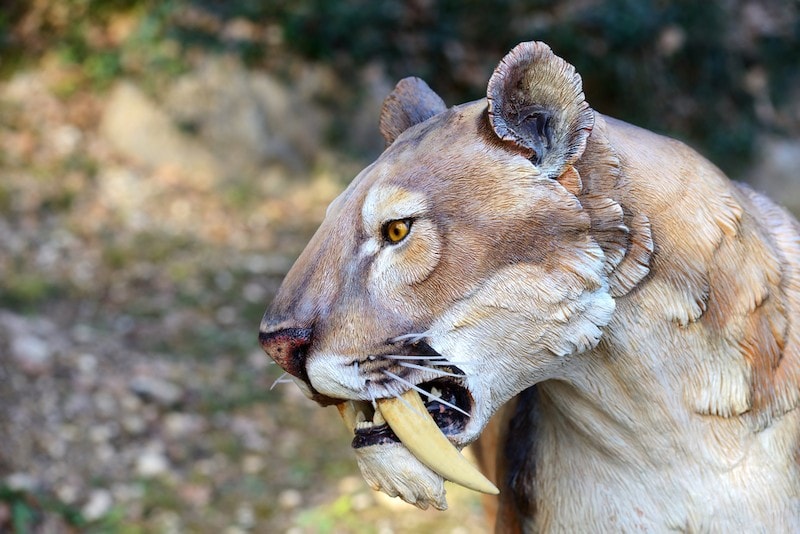 statue of an extinct saber tooth tiger