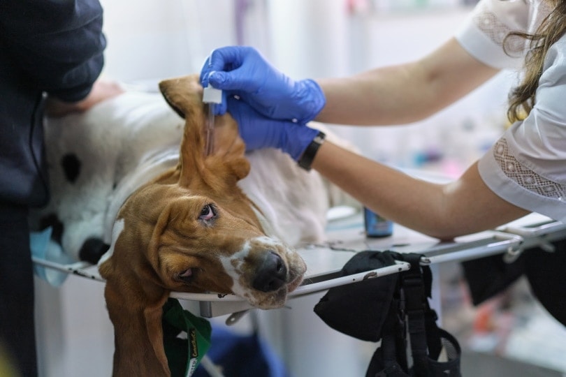 vet treating dog ear infection